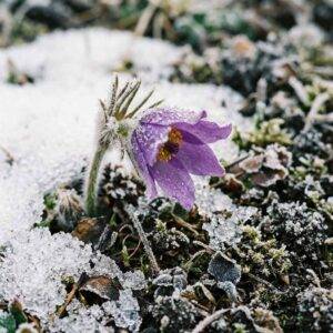 Purple Pasqueflower blooming through snow and frost, symbolizing resilience and post-grief growth emerging from loss.