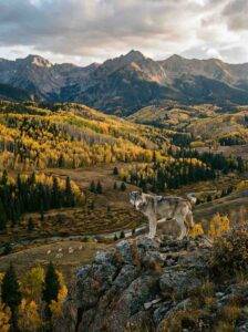 Lone wolf atop hill looking down at a pack