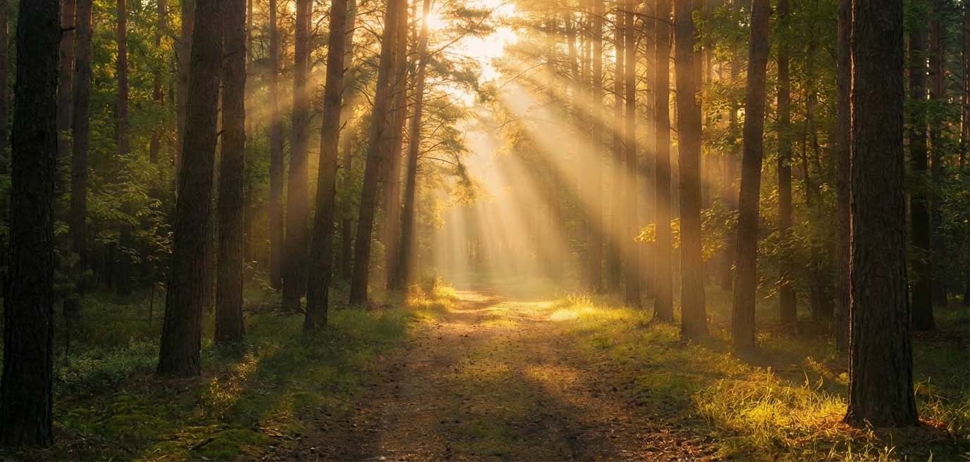 Warm sunlight breaking through a dense pine forest canopy, symbolizing the insight, hope, and clarity found in Existential Therapy with Marissa Meyer."